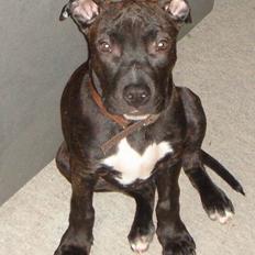 Amerikansk staffordshire terrier ASLAN