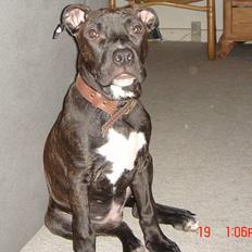 Amerikansk staffordshire terrier ASLAN