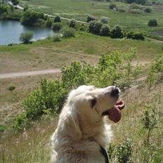 Golden retriever Shaggie