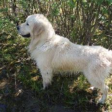 Golden retriever Shaggie