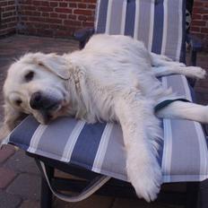 Golden retriever Shaggie