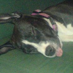 Amerikansk staffordshire terrier madonna