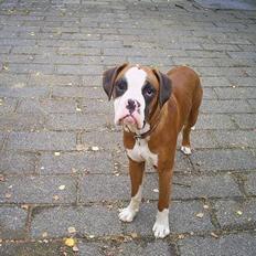 Boxer Rocky