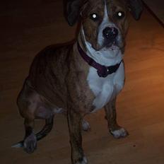 Amerikansk staffordshire terrier Tøzen