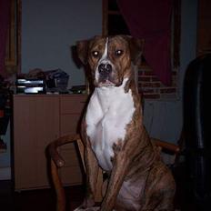 Amerikansk staffordshire terrier Tøzen