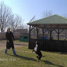 Amerikansk staffordshire terrier Cosmo