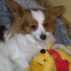 Papillon Fie