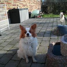 Papillon Fie