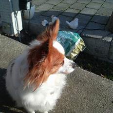 Papillon Fie