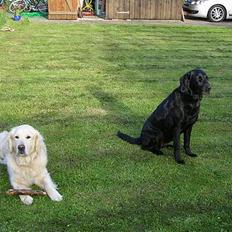 Labrador retriever Emma