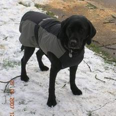 Labrador retriever Emma