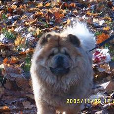 Chow chow Svande