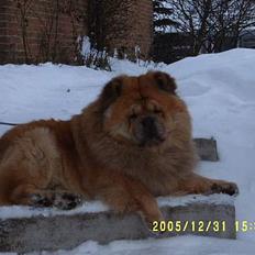 Chow chow Svande
