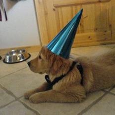 Golden retriever Bamse