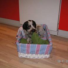 Ruhåret hønsehund Ronja