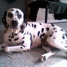 Dalmatiner gabi r.i.p.