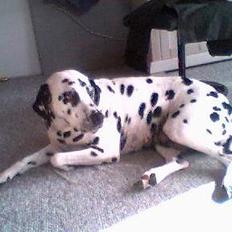 Dalmatiner gabi r.i.p.