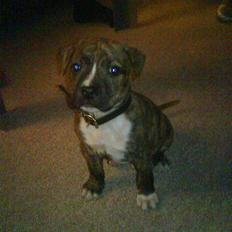 Amerikansk staffordshire terrier Tyson