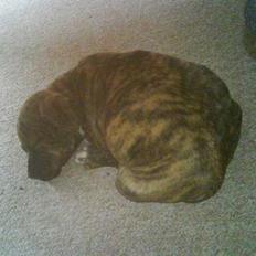 Amerikansk staffordshire terrier Tyson