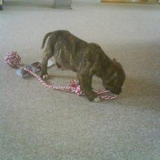 Amerikansk staffordshire terrier Tyson