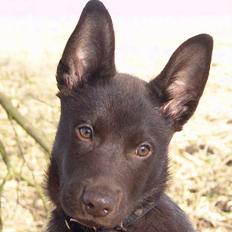 Australsk kelpie DINGO