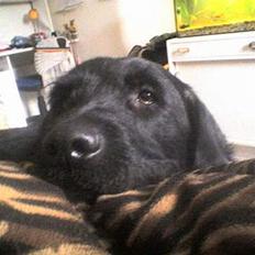 Blanding af racer Rollo<3