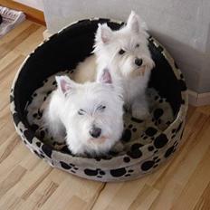 West highland white terrier  amigo,kica