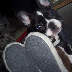 Fransk bulldog Oscar