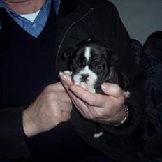 Fransk bulldog Oscar