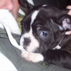 Fransk bulldog Oscar