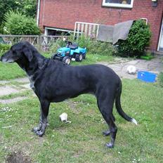 Blanding af racer sussie