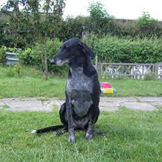 Blanding af racer sussie