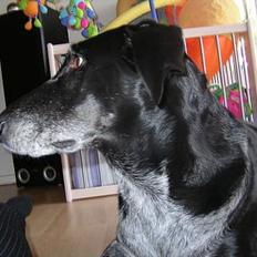 Blanding af racer sussie