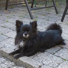 Chihuahua - ~°º• Nico •º°~ -