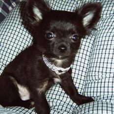 Chihuahua - ~°º• Nico •º°~ -