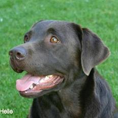 Labrador retriever Loke