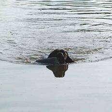 Labrador retriever Loke
