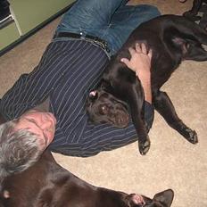 Labrador retriever Loke