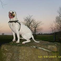 Amerikansk bulldog Kela