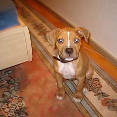 Blanding af racer Deco