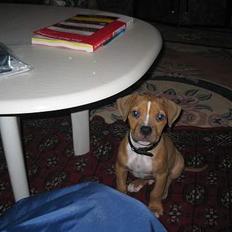 Blanding af racer Deco