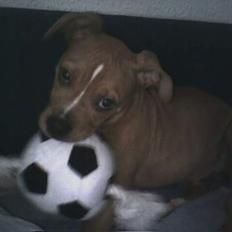 Blanding af racer Deco