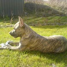 Amerikansk staffordshire terrier Diablo