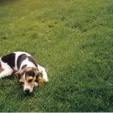 Dansk svensk gaardhund Bob R.I.P.