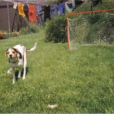 Dansk svensk gaardhund Bob R.I.P.