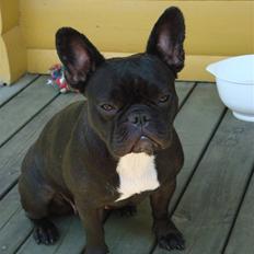 Fransk bulldog Emma R.I.P