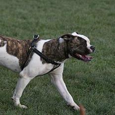 Amerikansk bulldog Mathilde