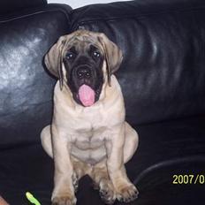 Mastiff Carla  (himmelhund)