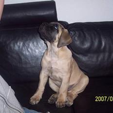 Mastiff Carla  (himmelhund)