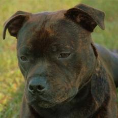 Staffordshire bull terrier Kahvi